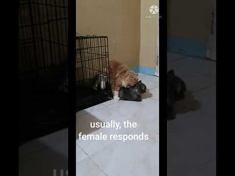 Mating in Cats: Signs and Tips to Become Successful