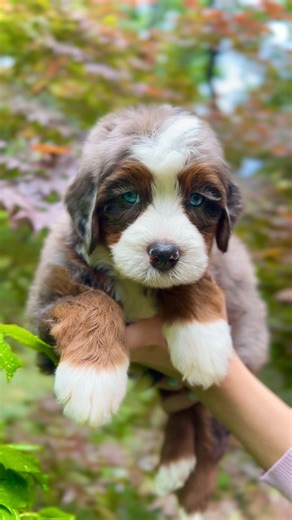 Namaste Bernedoodles on Instagram: "This Ultra Bernedoodle features two blue eyes and a beautifully marbled Merle coat with rich, defined tan points—traits we’ve carefully refined over generations. We coined the term “Ultra Bernedoodle” to describe dogs with a higher percentage of Bernese Mountain Dog ancestry relative to Poodle. In doing so, we helped shift the way this hybrid is viewed across the industry. By reimagining the Bernedoodle as a purposefully balanced companion—valuing structure, t