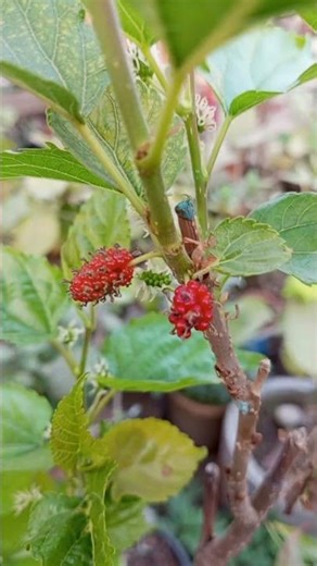 লাল মালবেরি (Mulberry),বৈজ্ঞানিক নাম: Morus nigra (কালো তুঁত) ও Morus rubra (লাল তুঁত)।