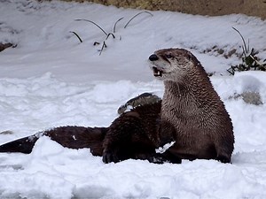 Beloved River Otter At Detroit Zoo Dies