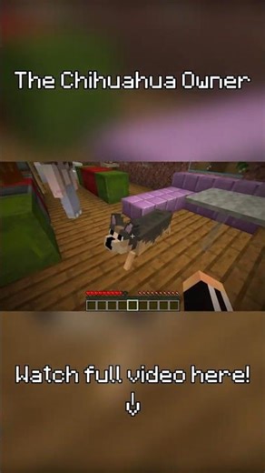 What's like to have a Chihuahua💀