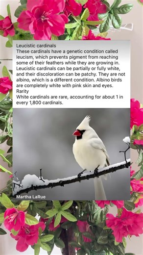 This White Cardinal is 1 in 1,800 and It’s STUNNING 🤍 #RareBirds #LeucisticCardinal