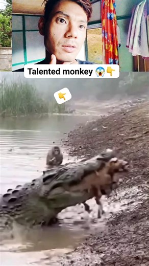 OMG talented monkey and hungry crocodile. #landscapephotography #tuesday #photography #naturephotography #companionship #story #cultuaralexchange #indonesia #tilentedmonkey Dangerfield | Sàràñz Sõlõ Rìdêr