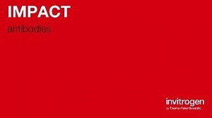 Anti-IMPACT Antibodies | Invitrogen