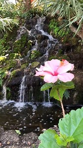 Take a moment to stop, breathe and enjoy the sounds and beauty of flowers blooming at Ormond Memorial Art Museum & Gardens🌸 | Daytona Beach Area Convention and Visitors Bureau