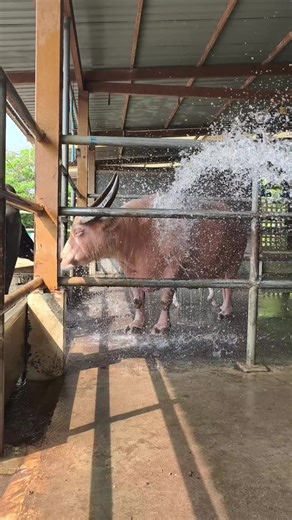 วิดีโอของ Temple Boy(เด็กวัด) (@templeboy_dekwat) พร้อมเพลง So Easy (To Fall In Love) - Olivia Dean