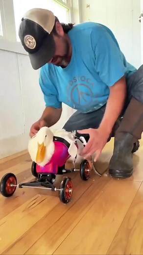 Kiwi the disabled duck enjoys his wheelchair lessons. 😍 All animals are worthy of protection and care. 🎥 Woodstock Farm Sanctuary | Animal Save Movement