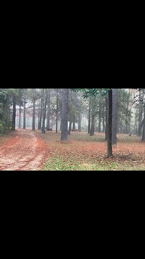 ✨ One of our favorite things about the campground… our “regulars.” The deer love to stop by, and our beautiful egret enjoys the swamp just as much as our guests do. Nature really is the best neighbor. #swamplife #DeerSeason #riverlife #countryfeels #luxurycabins #boguechittoswampcabins | Bogue Chitto Swamp Cabins