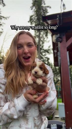 Cavapoo Puppies: Adorable Companions for Families