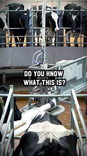 Efficient Rotary Milking Parlor for Dairy Farms