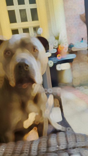 19 reactions · 20 comments | Teaching Mom to Fetch on Reels | Facebook