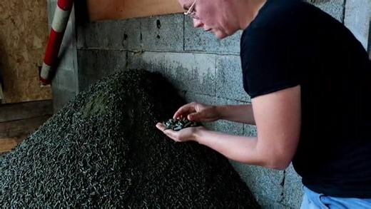 Une vidéo pour vous présenter l'aventure de la Ferme Ursule 🐮🌻🫘. Sortie cet été, je vous la repartage pour bien démarrer l'année 😉. La visionner, me donne une sacrée énergie pour continuer. 😊 Bonne Année à tous. Merci à Interbio Pays de la Loire et Camani Films pour ce montage superbe. | La Ferme Ursule