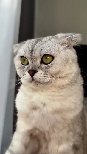 5.2K views · 133 reactions | When sonya ignores me 沈 #catsonya30dayschallenge #cat #cats #video #reels | Cat Sonya | Facebook