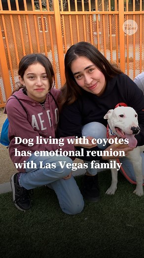 68K views · 382 reactions | A dog who gained fame for living with a pack of coyotes in the Nevada desert is finally home following a bitter custody battle between a Las Vegas family and the women who rescued him from the wild. | USA TODAY | Facebook