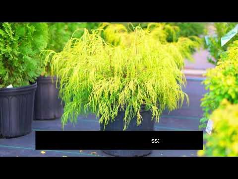 Golden Mop False Cypress : Information ( Check link in description)