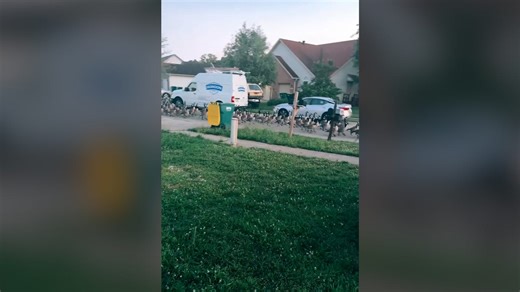 Massive geese gaggle take a stroll down street