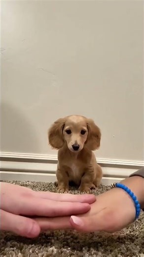 Rangfolge der Hundehände bei Herausforderungsfehlern😂 #FunnyVideo #DogTricks #viral