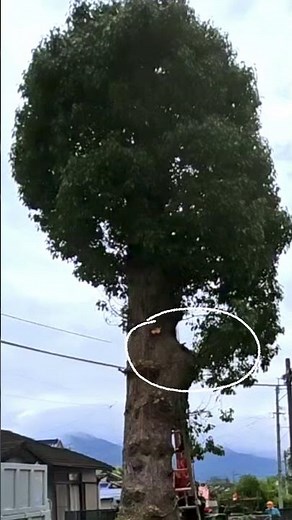 大木切り作業動画#大木切り#伐採#剪定