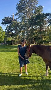 A little bit about our30 yr old Welsh pony, Chutney- the smallest, oldest and most formidable leader of our herd. Our Benjamin Button horse 🙌🏾 #welshpony #pony #horse #horselover #horselife | Nisha Katona