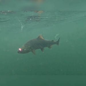 Chasing Chinooks and Chums! | Addicted Fishing
