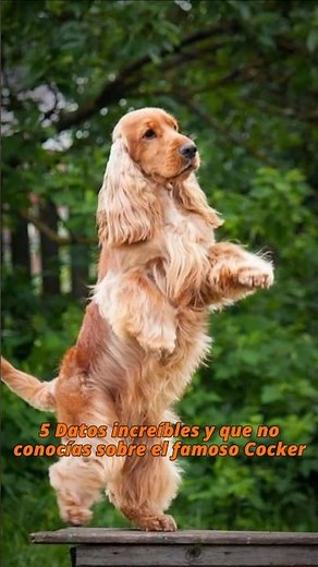 🐶 5 Incredible Facts About the Cocker Spaniel #dogs