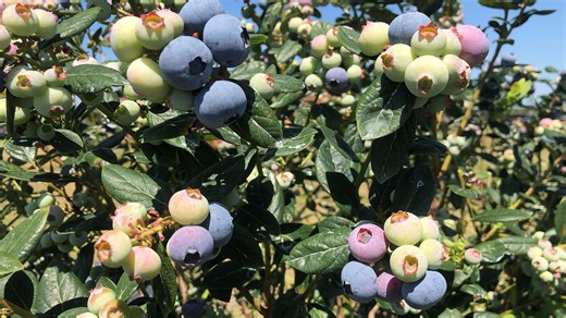 The Amish Cook: Thankful for memories and blessings on anniversary of Daniel's death