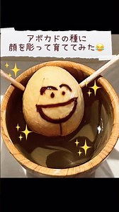 【アボカド】種から育ててみた