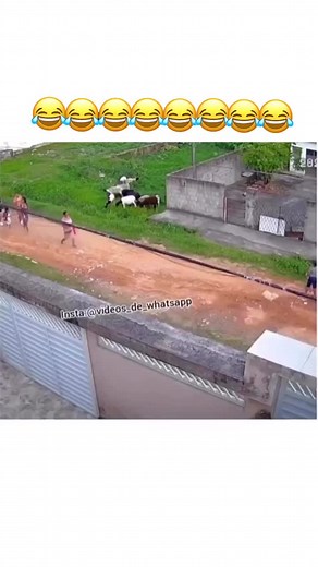 Hilarious Goat Moments Compilation