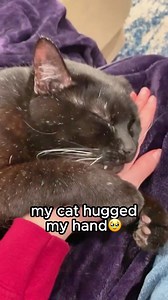My cat hugged my hand 🥹 #cat #cutecat #funnycat #blackcat #hug #catperson #friendlycat #oneeareduno | One eared uno