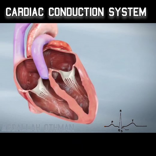 ⚡ The HEART’S ELECTRICAL SYSTEM explained! This is how your heartbeat stays in rhythm. 👀 #Cardiology#LearnOnTikTok #MedicalStudent #HeartHealth #Anatomy