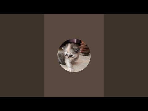 littile kiten is live