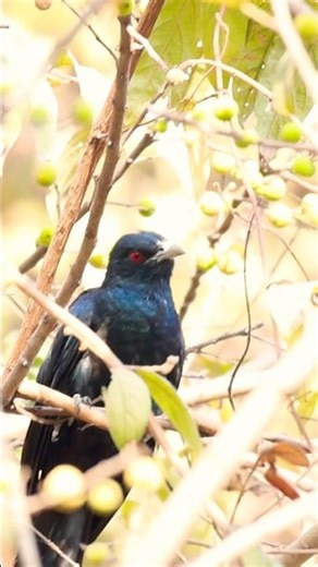 Jungle’s Silent Singer – Asian Koel in Focus 🎶