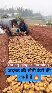 1.5M views · 4.7K reactions | Young ginger farming techniques  #ginger #farming #agriculture #harvesting #harvest | Anil Kumar | Facebook