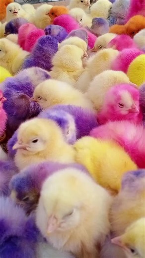 chicken colourful chicks