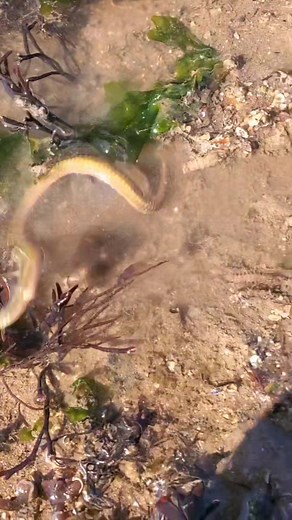 Exploring tide pools! Found a lot of cool critters! #wildlife #oceanlife
