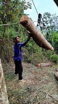 Proses evakuasi kayu hutan menggunakan sistem seling gantung