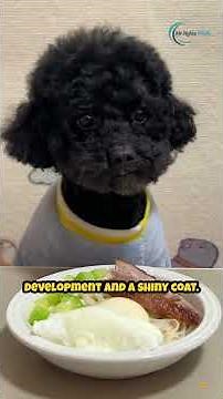 Appropriate Diet for Your Poodle Puppy | Mr. Nghia Media