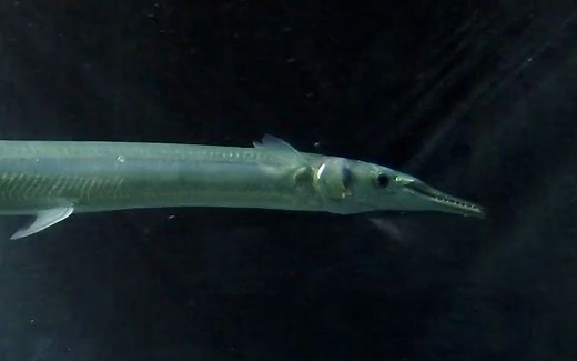 【葛西临海水族馆】鳄形圆颌针鱼Tylosurus crocodilus crocodilu