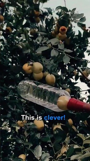 How to Pick Fruit Using Just a Bottle | Pick Fruit Easily