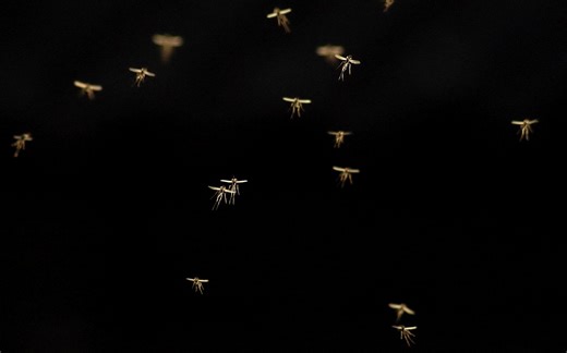 Scientists Create a Fungi That Destroys Mosquitoes | Cell And Molecular Biology