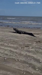 147K views · 1.2K reactions | GATOR SNACK: An enormous alligator showed up at a beach in Texas to chomp on a fish. | Fox News | Facebook