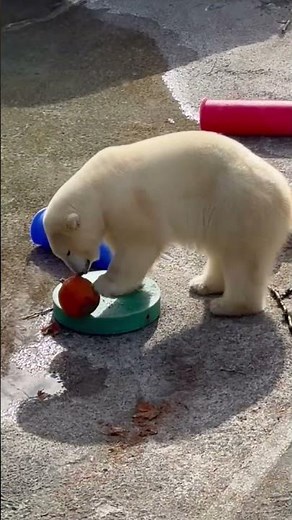 Laerke the polar bear plays with pumpkin at Point Defiance Zoo, Tacoma, USA