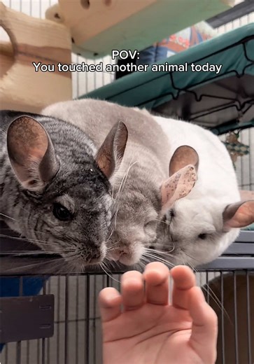 Petting a Dog: A Day Filled with Fun and Sherpaw