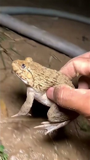 frogs Catching |Wep wep catching🤪