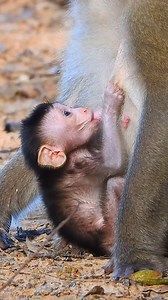 210K views · 3.5K reactions | Stunning Behavior of a Newborn Baby Monkey | Monkeys Daily | Facebook