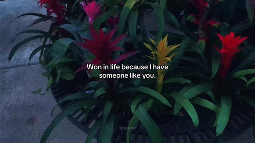 Love Quotes for Special Moments