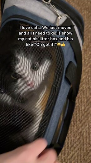 1.1M views · 10K reactions | How do all cats JUST KNOW to use the litter box and nothing else? YouTube: Mauri and Cucumbers TikTok: mauriandcucumbers . . . #cucumbercat #cats #catsofinstagram #cat #catstagram #catlovers #catlover #catlife #instacat #pets #catoftheday #cute #pet #animals #petsofinstagram #lovecats #tiktokcats #funnycats #funny #funnypets #mauriandcucumbers #tuxedocat | Mauri and Cucumbers | Facebook