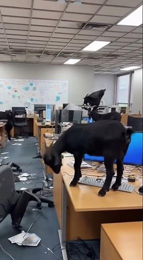 Goats Break Into Computer Lab 🐐💻💥