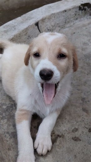 बचपन हर गम से सुहाना होता है #song #music #love #blog #dogs #dog