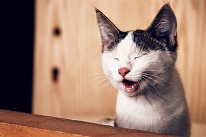 Can cats smile? Yes -- but they use their eyes to do it, study discovers